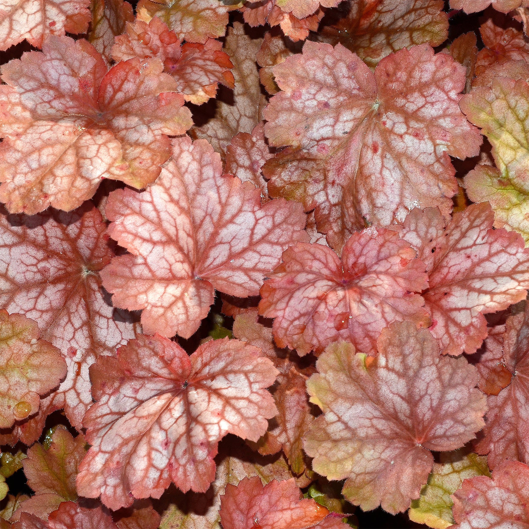 Perperklokje 'Georgia Peach' - Heuchera georgia peach - Willemse