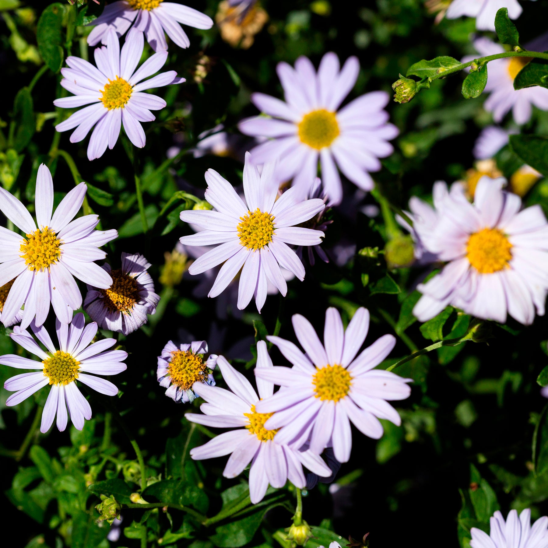 Zomeraster - Kalimeris incisa - Willemse