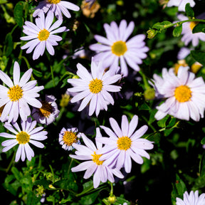 Zomeraster - Kalimeris incisa - Willemse