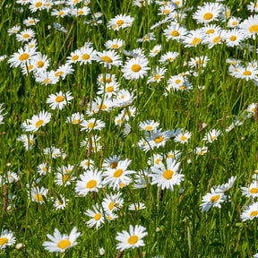 Leucanthemum vulgare - Gewone margriet - Leucanthemum - Margriet