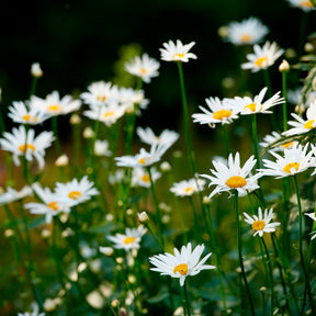 Leucanthemum - Margriet - Gewone margriet - Leucanthemum vulgare