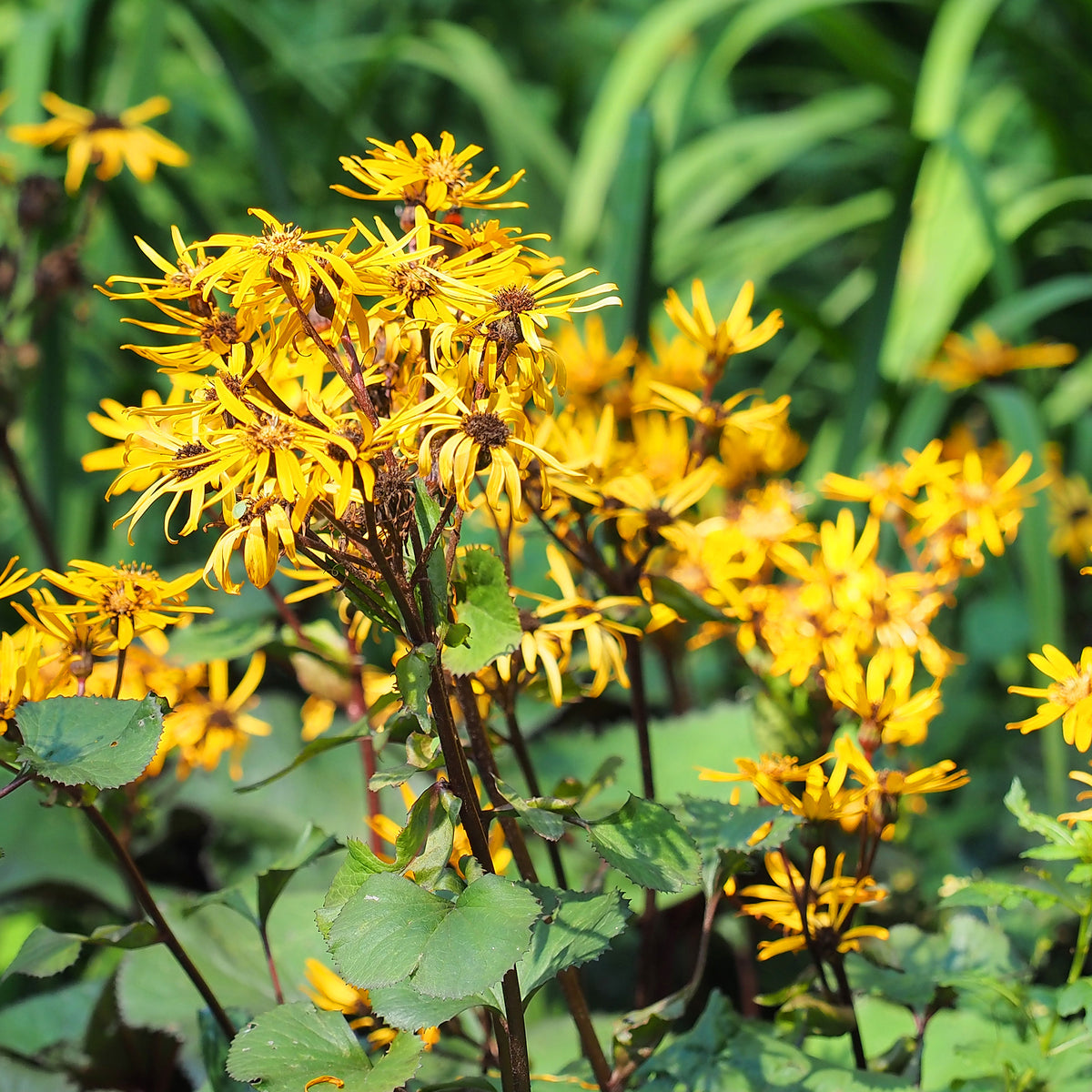 Kruiskruid - Ligularia dentata - Willemse