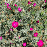 Koekoeksbloem - Lychnis coronaria atrosanguinea - Willemse