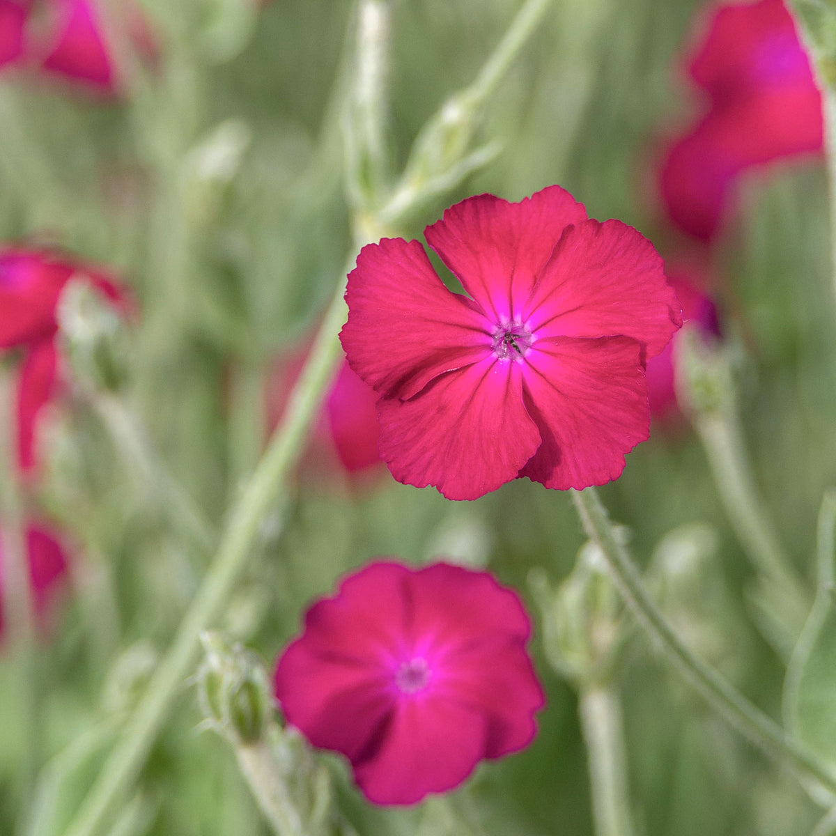 Lychnis coronaria atrosanguinea - Koekoeksbloem - Vaste planten