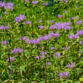 Muntbladige bergamot - Monarda fistulosa ssp menthifolia - Willemse