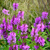 Scharnierbloem Vivid - Physostegia virginiana Vivid - Willemse