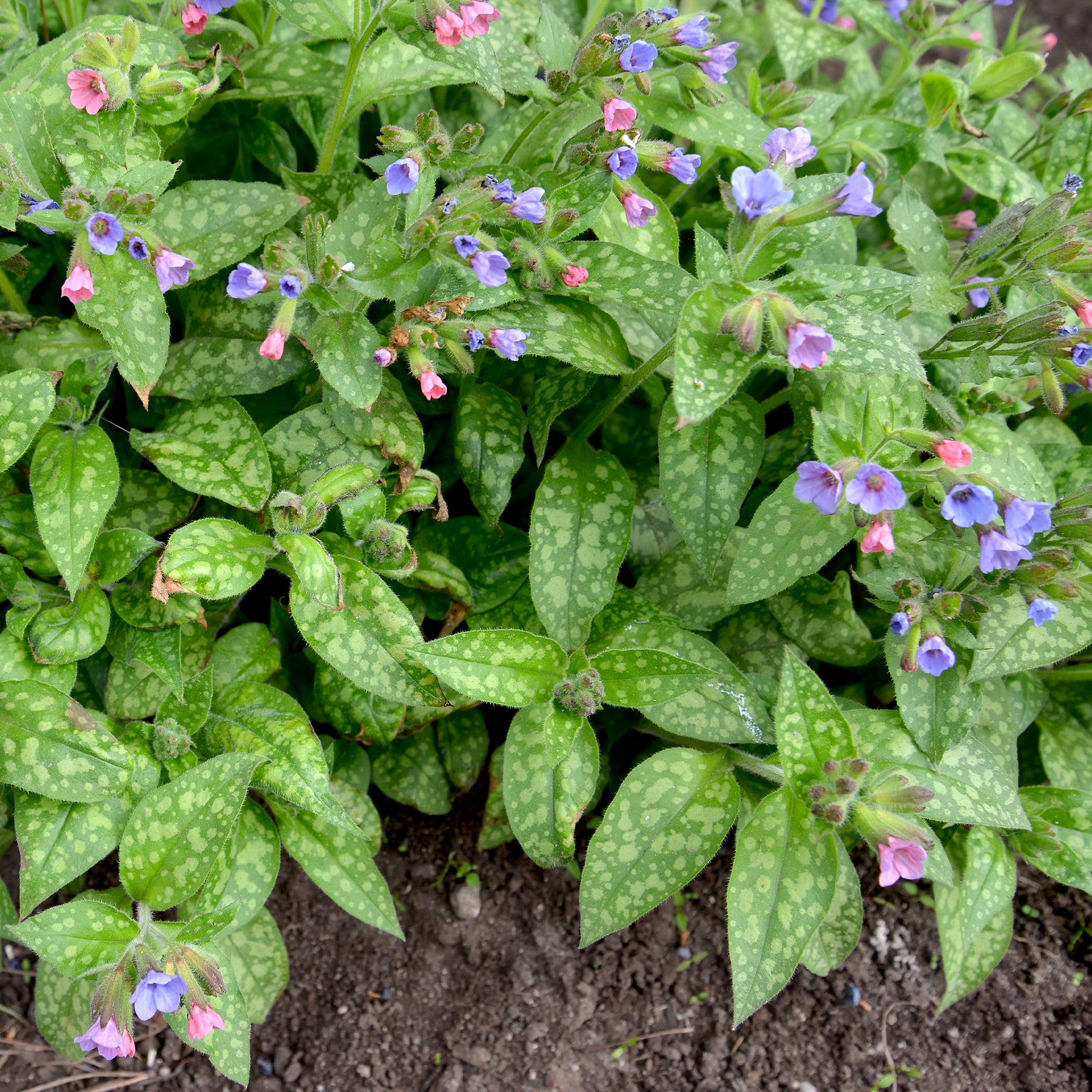 Longkruid 'Mrs Moon' - Pulmonaria saccharata mrs moon - Willemse