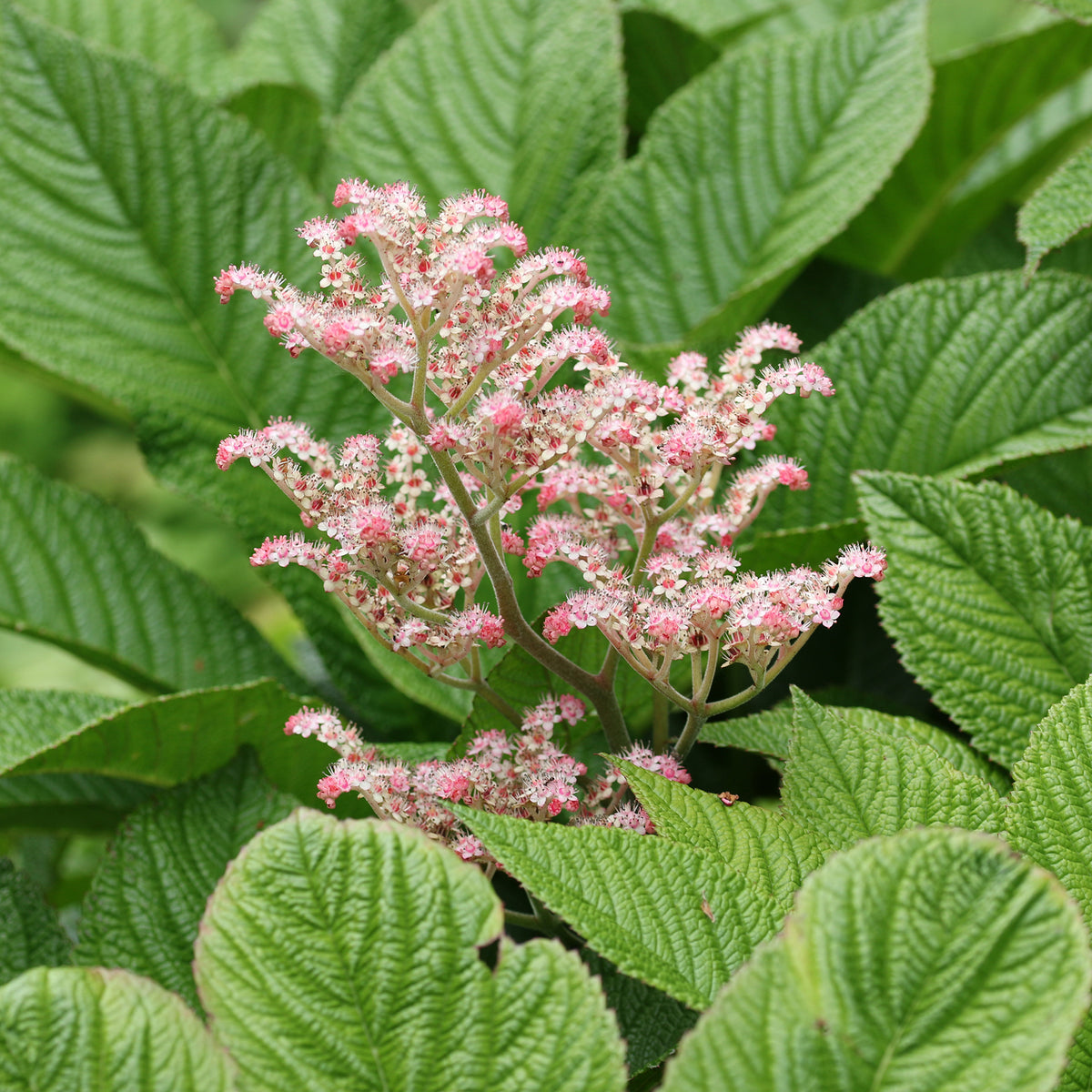 Kastanjebladige astilbe henrici - Rodgersia henrici - Willemse