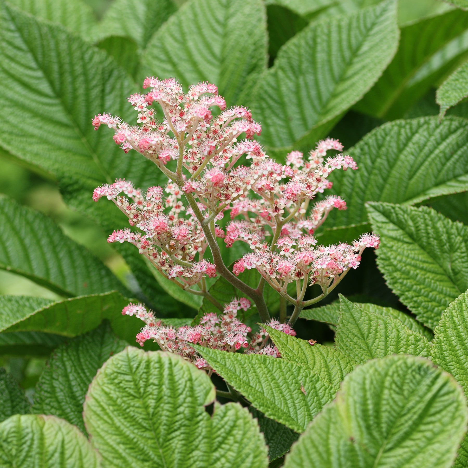 Kastanjebladige astilbe henrici - Willemse