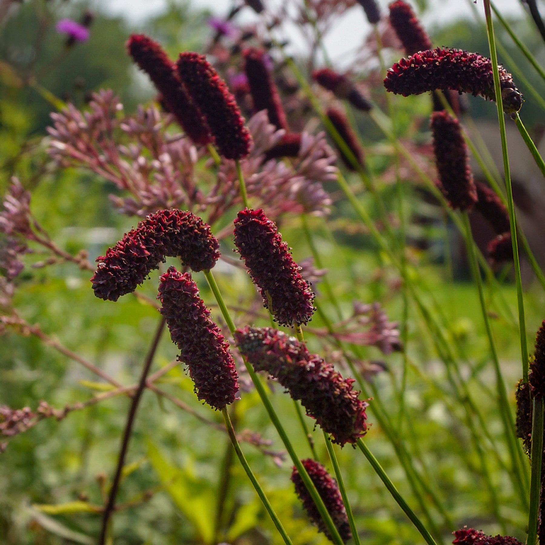 Pimpernel - Pimpernel Purpurea - Sanguisorba tenuifolia Purpurea