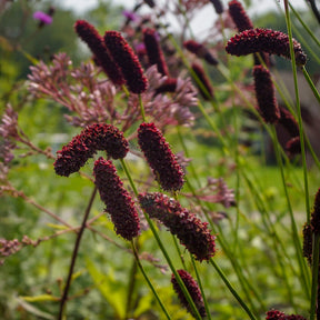 Pimpernel - Pimpernel Purpurea - Sanguisorba tenuifolia Purpurea