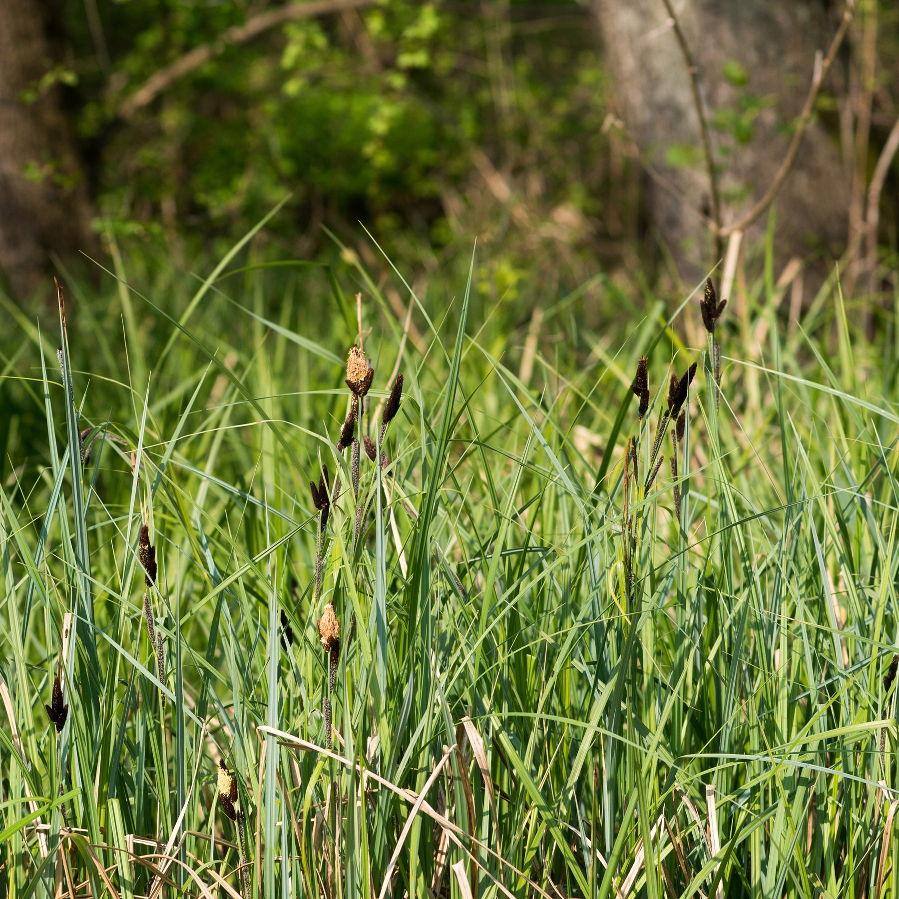 Zegge Acutiformis - Willemse