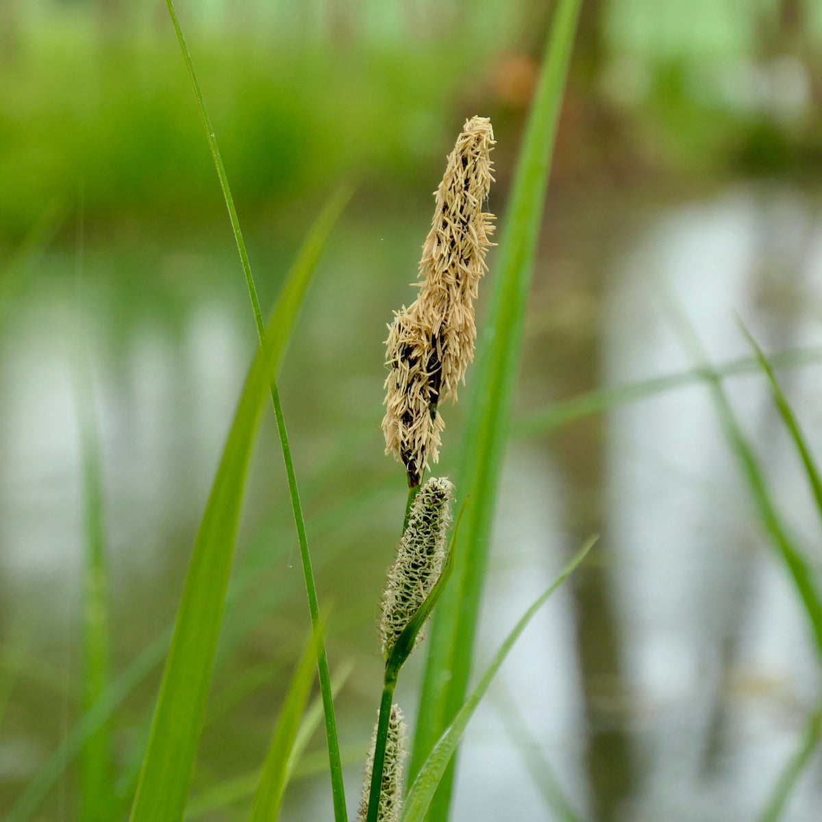Carex acutiformis - Zegge Acutiformis - Zegge