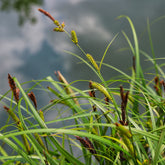 Zegge Riparia - Carex riparia - Willemse