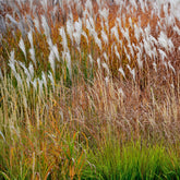 Chinees prachtriet Dronning Ingrid - Miscanthus sinensis Dronning Ingrid - Willemse