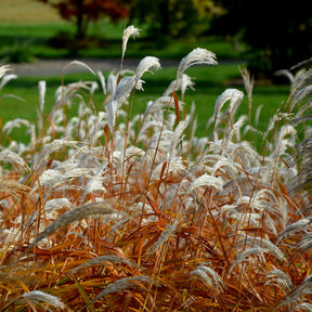 Miscanthus sinensis dronning ingrid