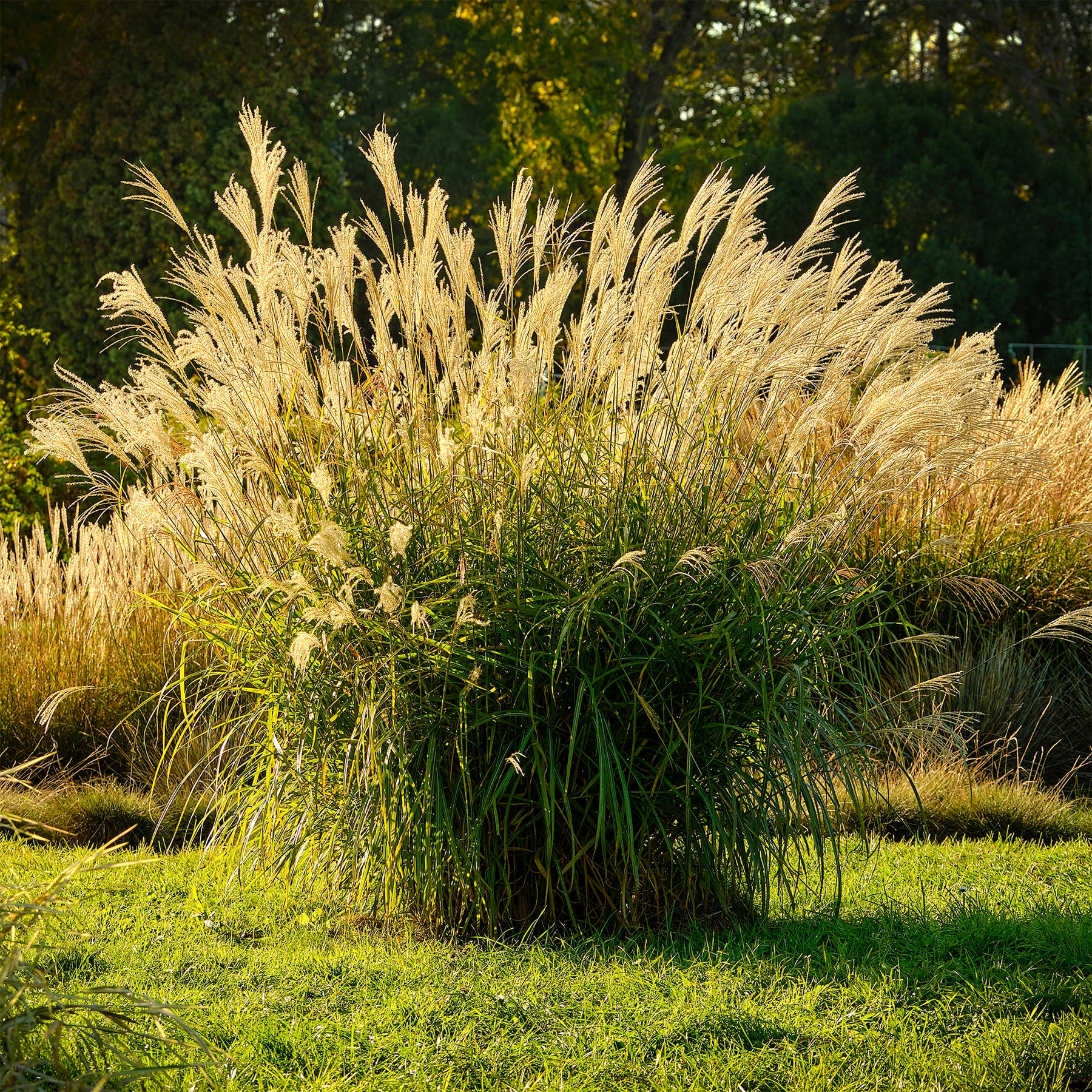 Prachtriet 'Ghana' - Willemse
