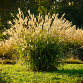 Prachtriet 'Ghana' - Willemse