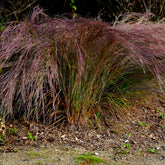 Klein prairiegras Standing Ovation - Schizachyrium scoparium Standing Ovation - Willemse