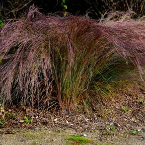 Klein prairiegras Standing Ovation - Schizachyrium scoparium Standing Ovation - Willemse