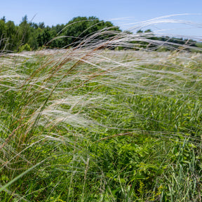 Stipa - Vedergras pulcherrima - Stipa pulcherrima