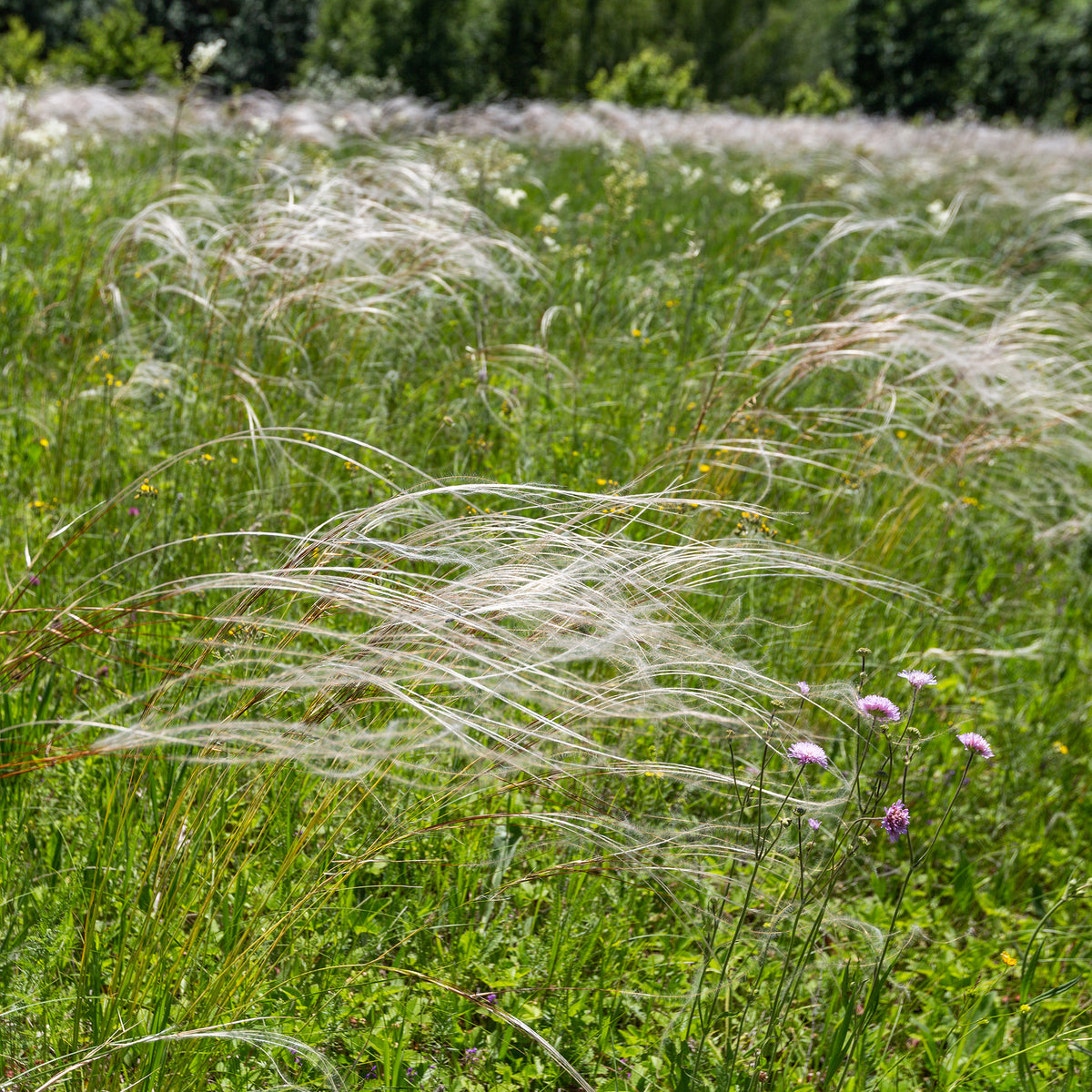 Vedergras pulcherrima - Willemse