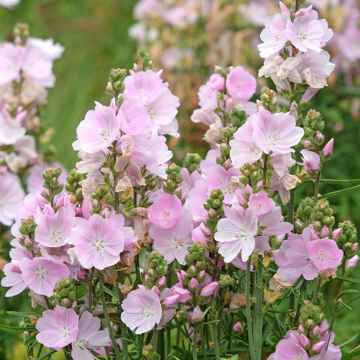 Griekse malva little Princess - Willemse