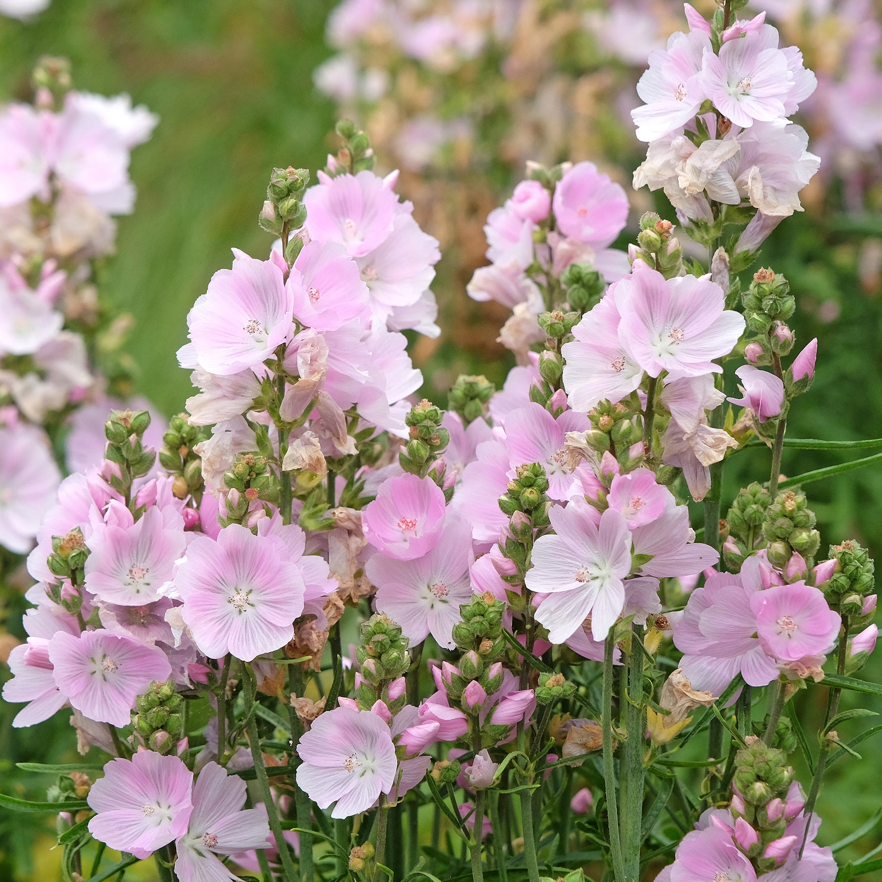 Griekse malva little Princess - Willemse