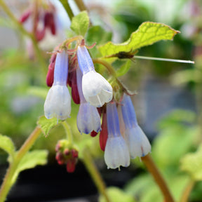 Smeerwortel Goldsmith - Willemse