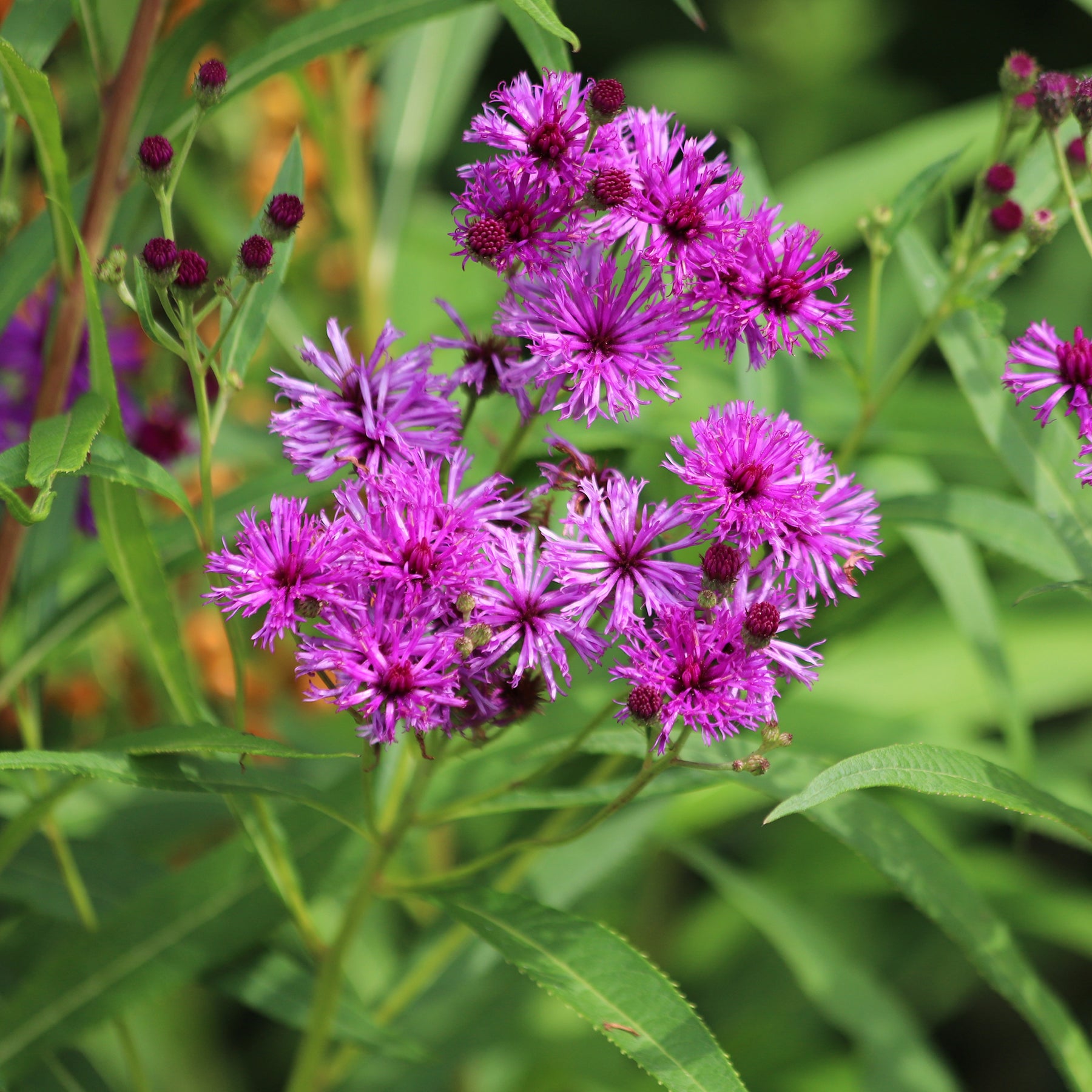 Vernonia crinita - Ijzerkruid - Wilde tuinplanten