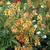 Toorts Honey Dijon