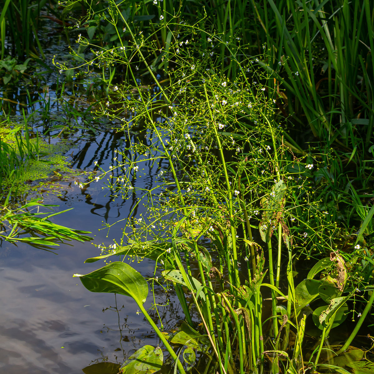 Alle vijverplanten - Waterweegbree - Alisma lanceolatum
