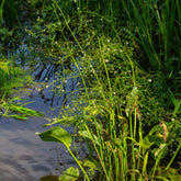 Alle vijverplanten - Waterweegbree - Alisma lanceolatum