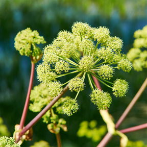 Grote engelwortel - Angelica archangelica - Willemse