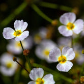 Baldellia ranunculoides - Willemse