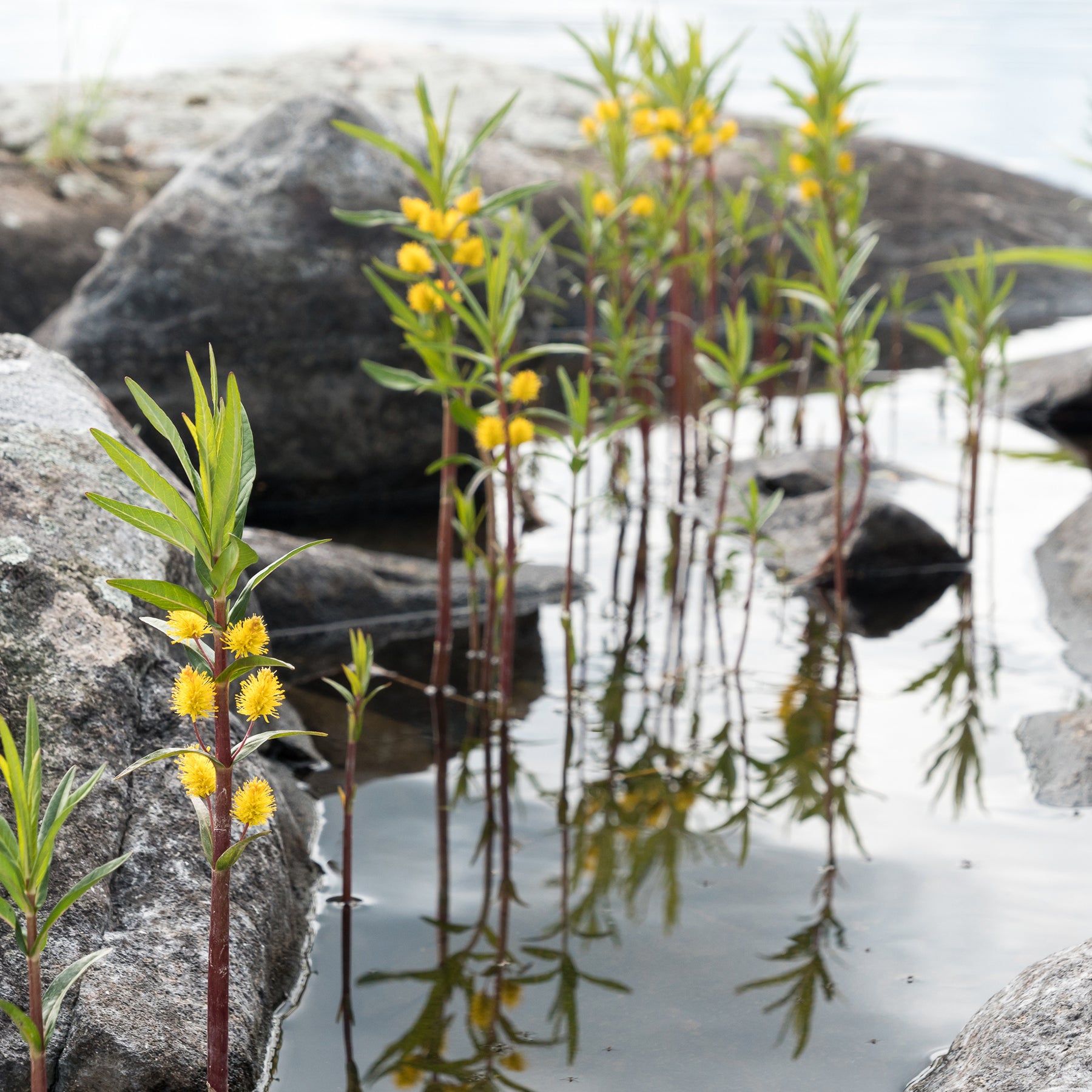 Wederik Thyrsiflora - Lysimachia thyrsiflora - Willemse