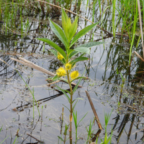 Wederik Thyrsiflora