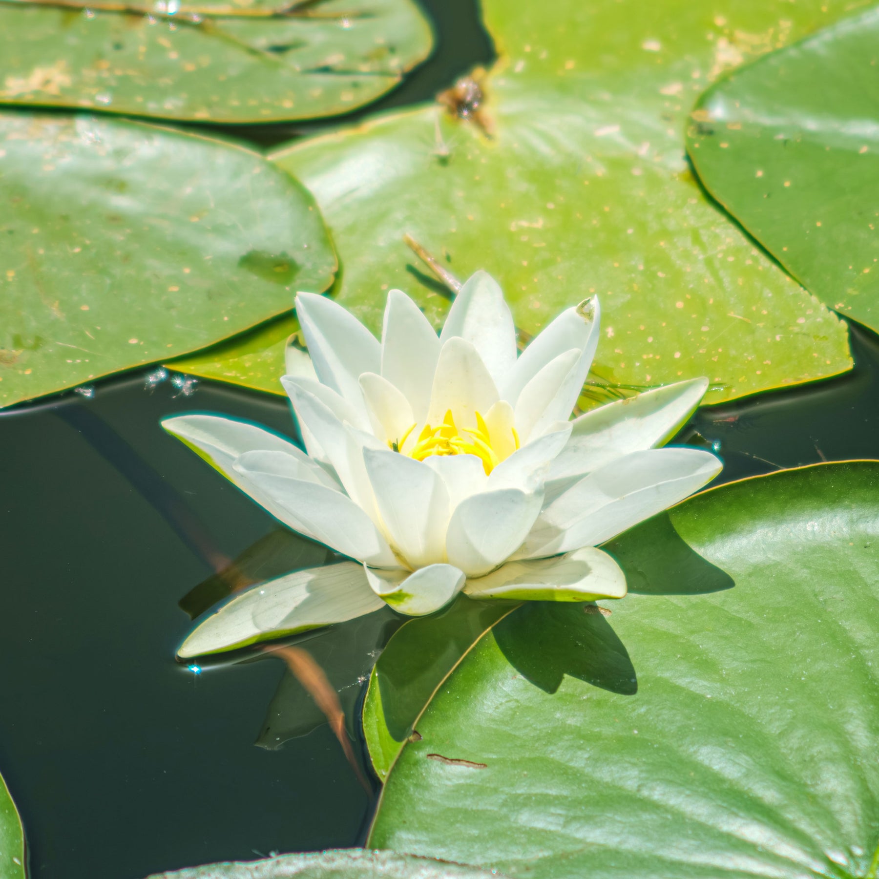 Waterlelie 'Gladstoniana' - Nymphaea gladstoniana - Willemse