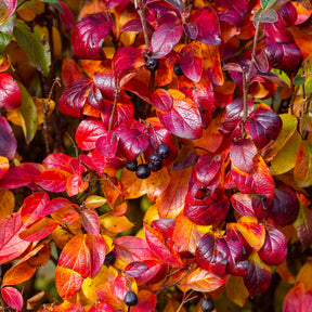 Aronia melanocarpa - Zwarte appelbes - Heesters