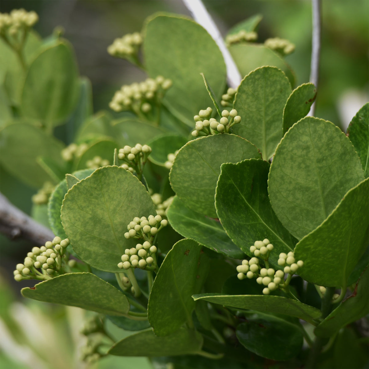 Japanese kardinaalsmuts - Willemse