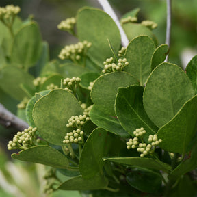 Japanese kardinaalsmuts - Willemse
