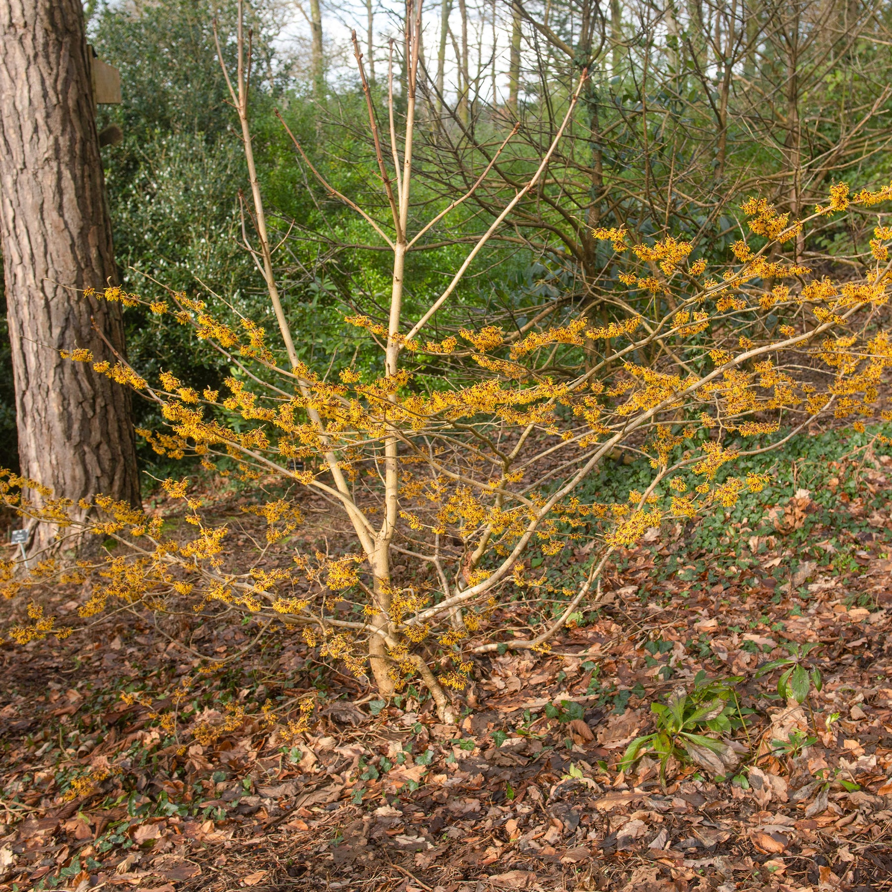 Orange Beauty' Chinese toverhazelaar - Willemse