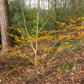 Orange Beauty' Chinese toverhazelaar - Willemse
