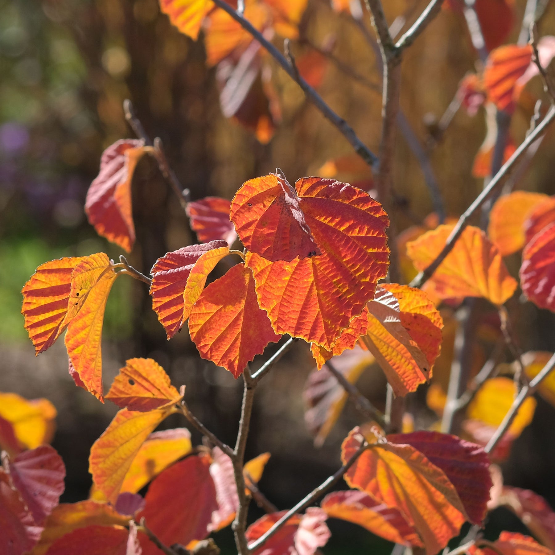 Hamamelis intermedia Orange Beauty - Orange Beauty' Chinese toverhazelaar - Balkon- en terrasplanten