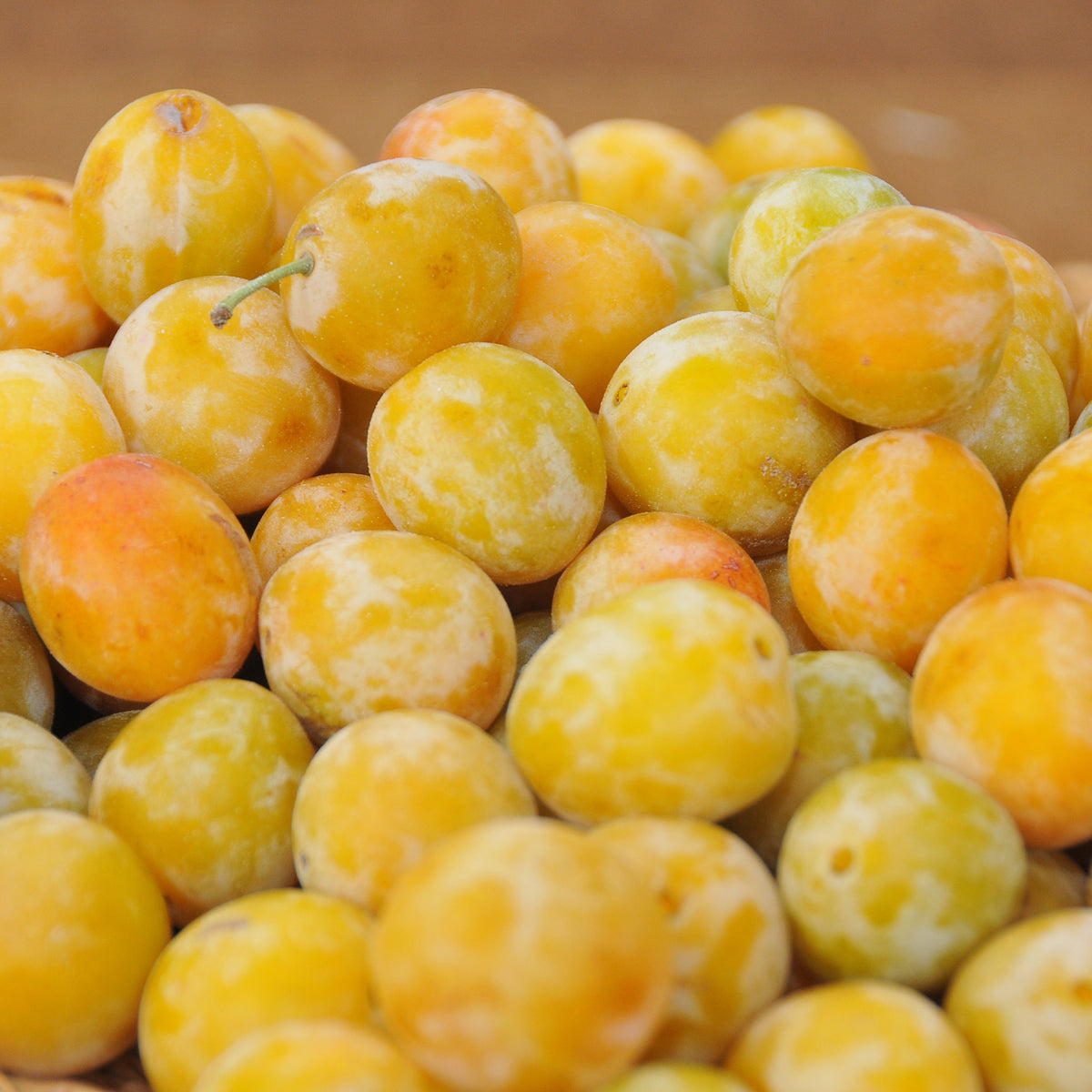 Pruimenboom 'Reine-Claude d'Oullins' - Willemse