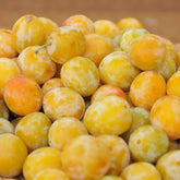 Pruimenboom 'Reine-Claude d'Oullins' - Willemse