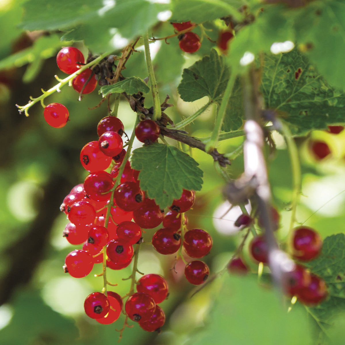 Aalbes 'Rovada' - Ribes rubrum rovada - Willemse