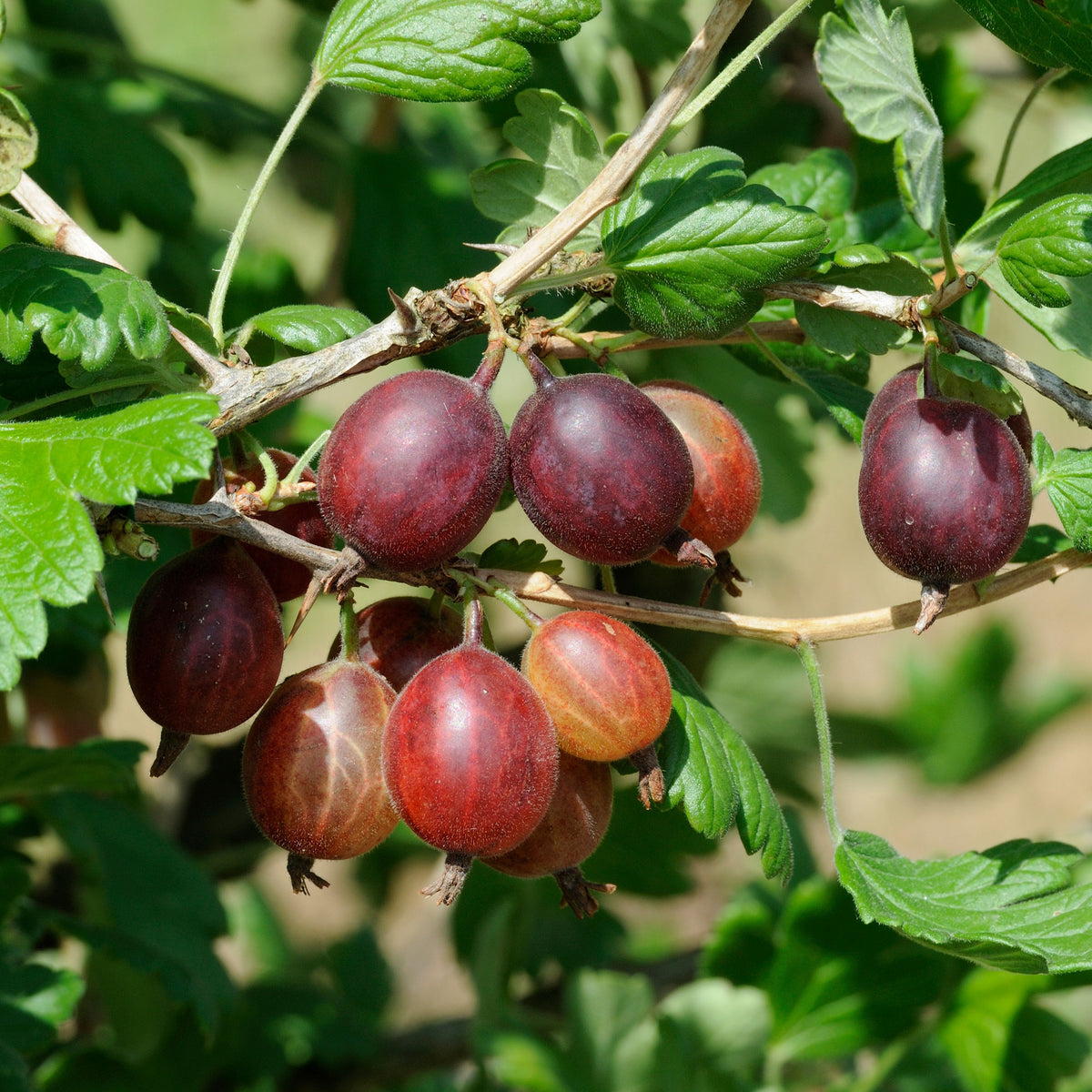 Kruisbes 'Captivator' - Willemse
