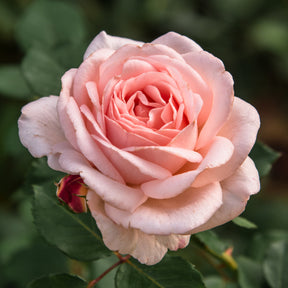 Grootbloemige rozen - Roos Clair™ 'Renaissance'® - Rosa clair™renaissance ®