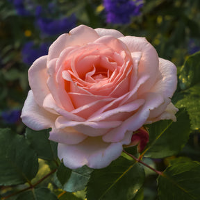 Roos Clair™ 'Renaissance'® - Willemse